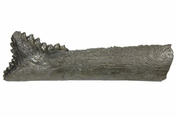 Bizarre Edestus Shark Tooth In Jaw Section - Carboniferous #130854